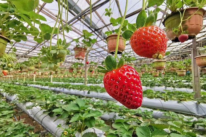 Full-Day Cameron Highlands Day Trip From Kuala Lumpur - Scenic Attractions to Explore