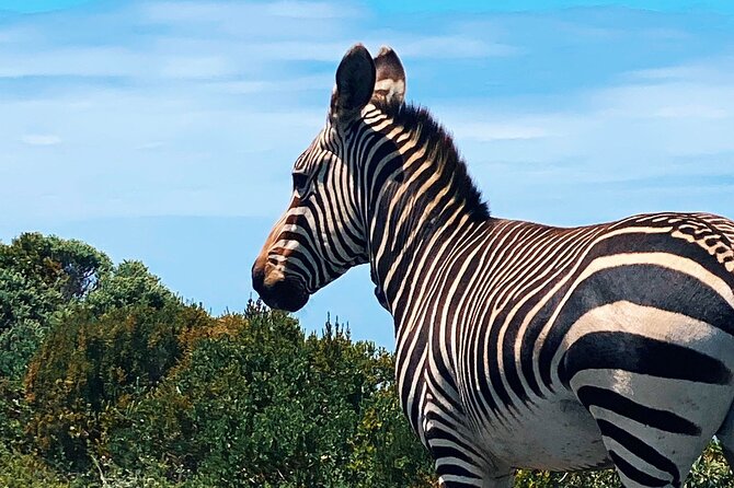 Full Day Cape Peninsula Tour in Private Car - Inclusions and Amenities