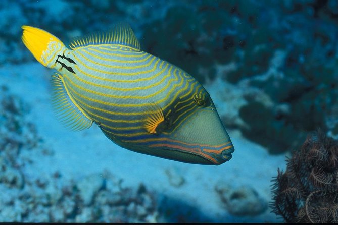 Full Day Group Tour To Mnemba Island For Snorkeling Activities - Recommendations for Improvement