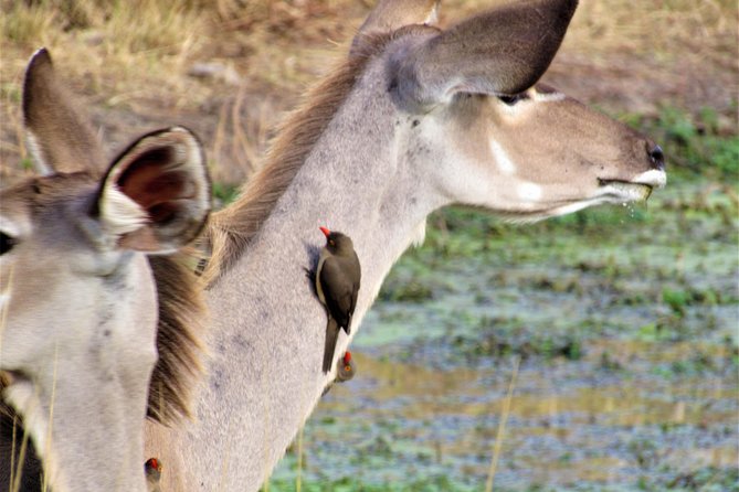Full-Day Kruger National Park Safari - Conservation Fees Breakdown
