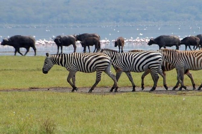 Full Day Lake Nakuru Park and Optional Boat Ride on Lake Naivasha - Inclusions and Exclusions