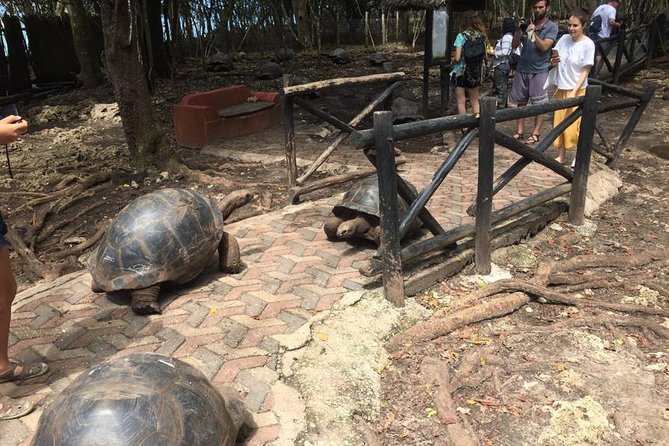 Full-Day Prison Island, Nakupenda and Stone Town Tour With Lunch Buffet - Pricing and Booking Details