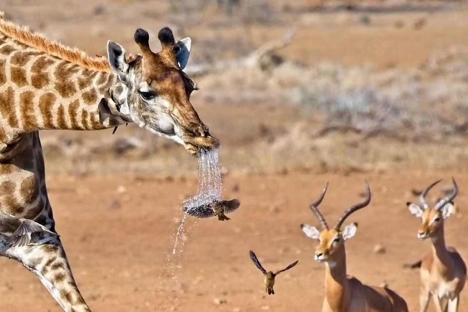 Full-Day Private Big 5 Safari in Kruger National Park - Late Breakfast