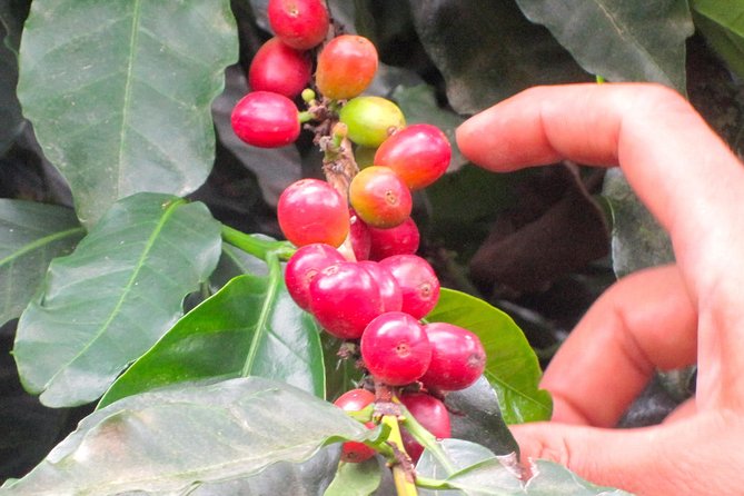 Full-Day Private Guatape Coffee Villa Tour From Medellin - Reviews and Feedback