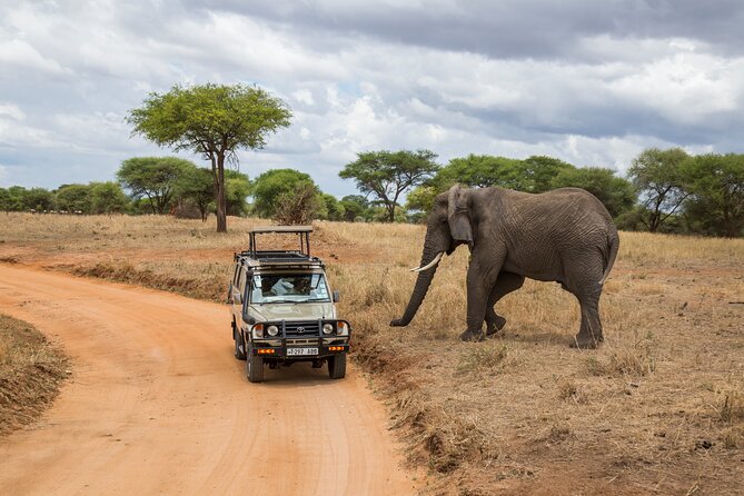 Full-Day Safari Tour From Mikumi National Park of Zanzibar - What to Expect on Safari