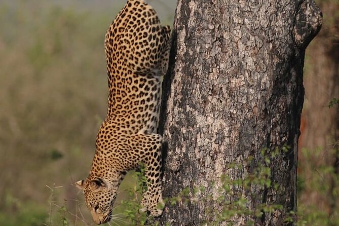 Full Day Safari Tour of Pilanesberg National Park, Open Jeep Experience - Important Travel Information