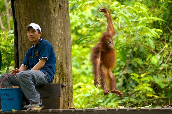 Full-Day Sepilok Orangutan and Proboscis Monkey From Sandakan or Kota Kinabalu - Travel Tips
