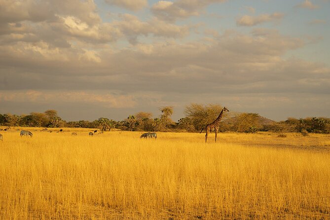 Full-Day Serengeti Tour From Mwanza - The Endangered Species of Serengeti