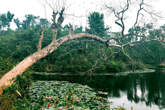 Full Day Sreemangal Tea Garden & National Park Hiking Tour - Transportation and Pickup