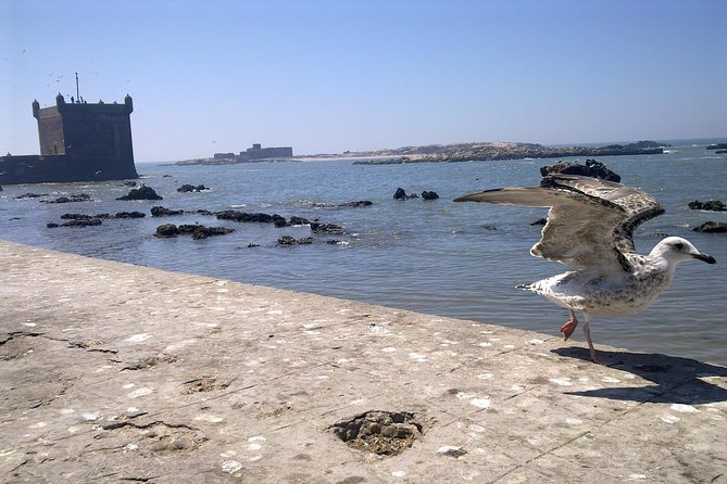 Full-Day Tour to Essaouira - the Ancient Mogador City From Marrakech - Unique Experiences in Essaouira