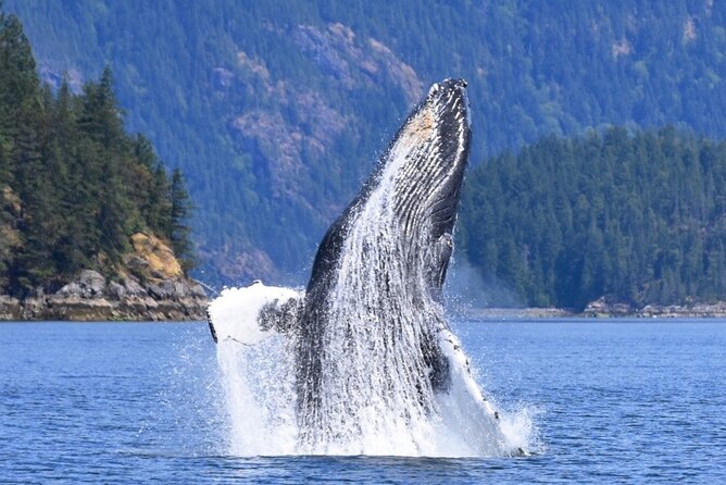 Full Day Whale Watching Campbell River - What to Expect on the Tour