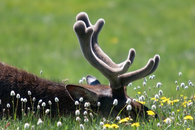 Full Day Yellowstone Natl Park Tour From West Yellowstone - Picnic Lunch Insights
