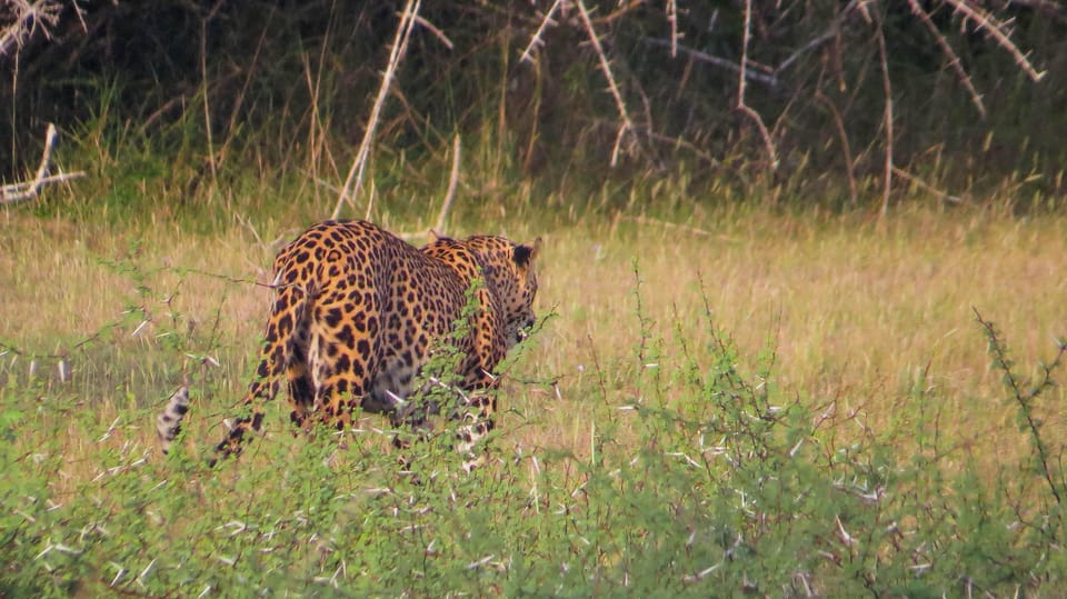 Galle: Udawalawe National Park Safari With Hotel Pickup - Suitable Attire and Precautions