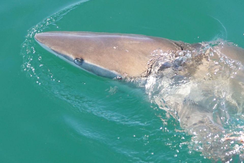 Gansbaai: Shark Dive & Big 5 Sea Safari Combo Boat Trip - Scenic Cruise and Marine Life