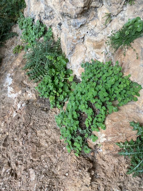 General Kreipe'S Abduction Cave Cretan Nature Local Food - Exploring the Unique Gorge and Cave