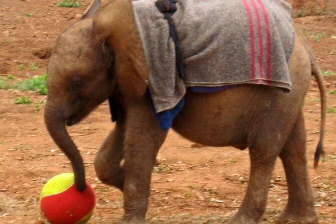 Giraffe Center and David Sheldrick Elephant Orphanage Day Tour From Nairobi - Pottery and Jewelry Making