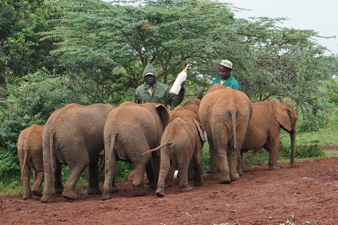 Giraffe Center, Elephant Orphanage and Beads Center - Visiting the Giraffe Center