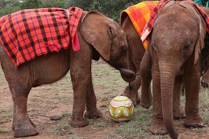 Giraffe Center & Elephant Orphanage Guided Day Tour - Booking Information