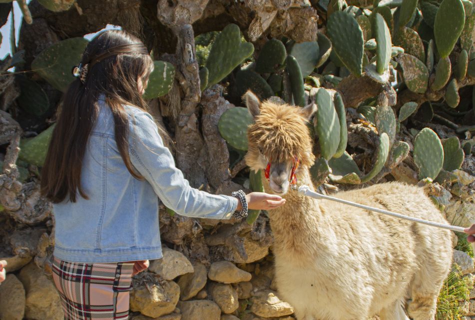 Gozo Alpaca Walks : With Feeding and Farm Visit - Directions to Razzett Alpaca