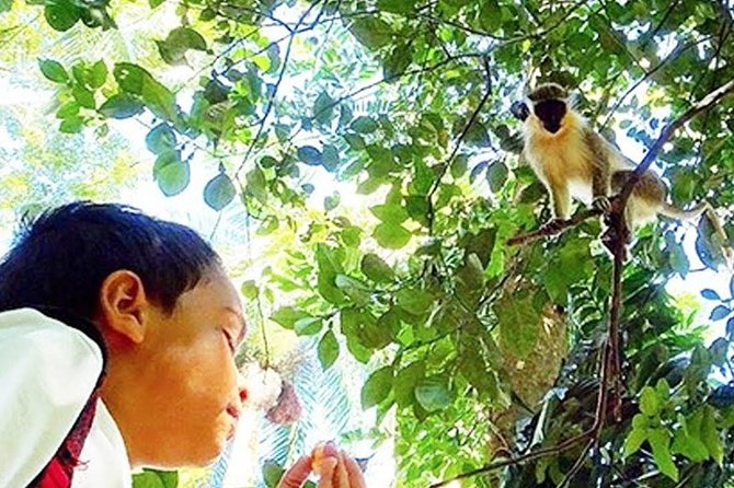 Green Monkey Time - Tour Highlights