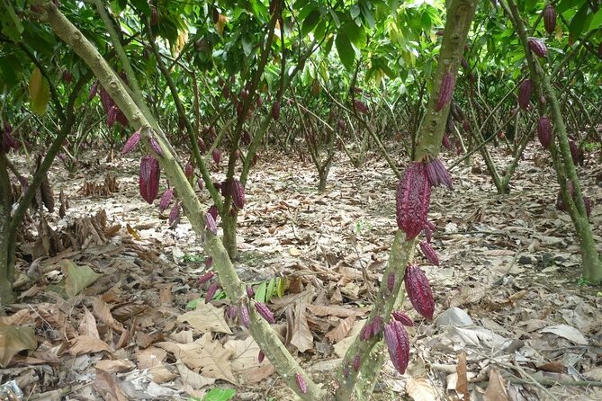 Guayaquil City Tour & Chocolate Farm With Typical Lunch PRIVATE Day Trip - Flexible Private Tour Arrangements