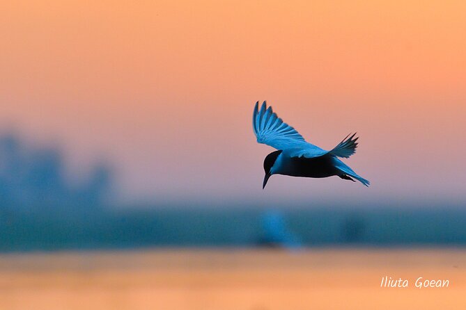 Guided Birdwatching Day Trip to the Danube Delta - Private Program - Inclusions and Additional Costs