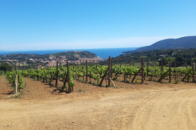 Guided Cycle Tourism Wine Tour by E-Bike on the Island of Elba Arrighi - Cycling Experience