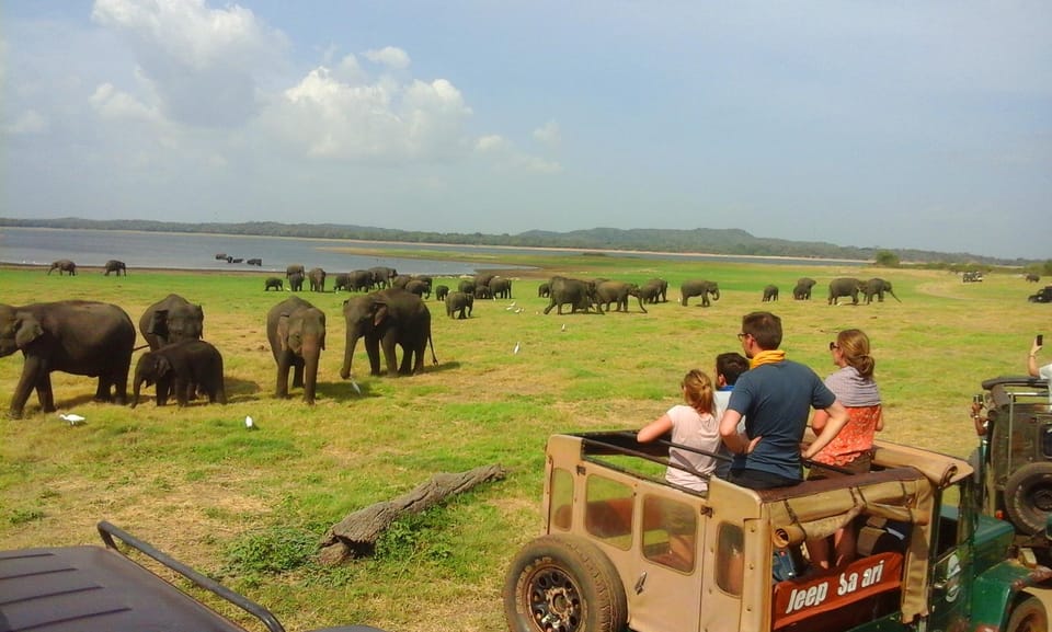 Guided Elephant Safari: Minneriya - Booking and Reservations