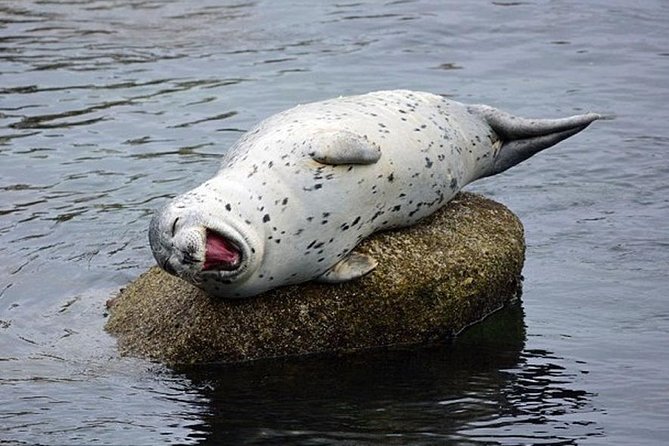 Guided Kayak Tour on San Juan Island - Educational Insights Provided by the Guide