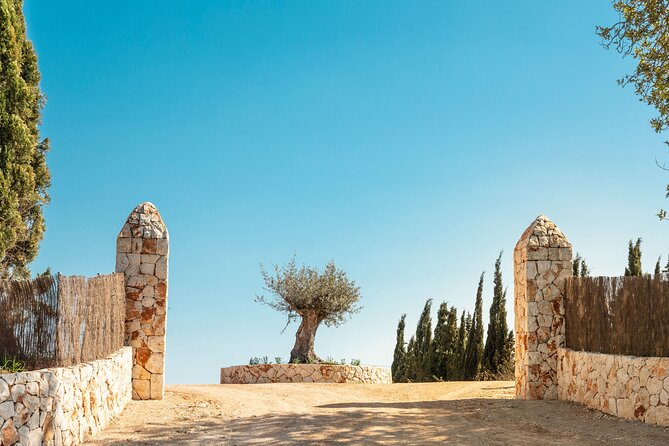 Guided Tour and Olive Oil Tasting in Mallorca - Art and Culture Through Oleotourism