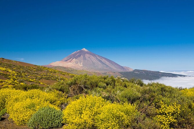 Guided Tour to Teide National Park in Tenerife - Reviews and Feedback
