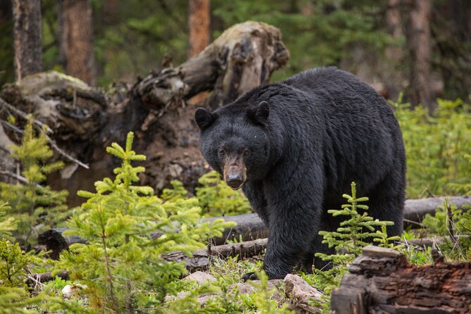 Guided Upper Loop of Yellowstone Tour From Cody, WY - Group Size and Personalization