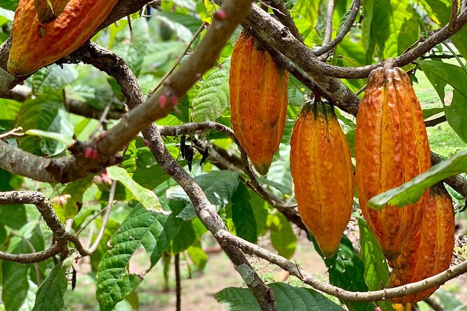 Half-day 3-Course Cocoa Lunch Tour in Trinidad - Hosts Response to Feedback