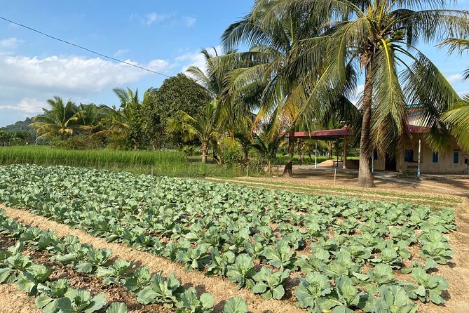 Half-Day Adventure to the Pepper Farm by Scooter - Experience Local Culture