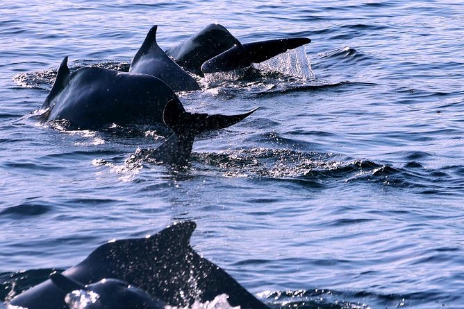 Half Day Dhow Cruise to the Fjords of Musandam - Booking and Pricing Information