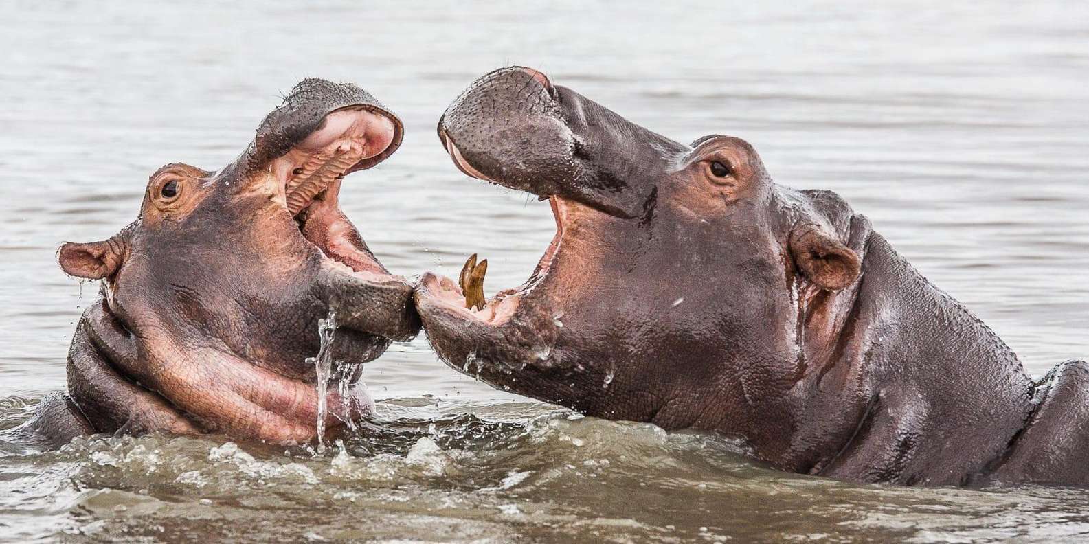 Half Day Hippo & Croc - Isimangaliso Wetlands Park Fr Durban - Getting to St Lucia