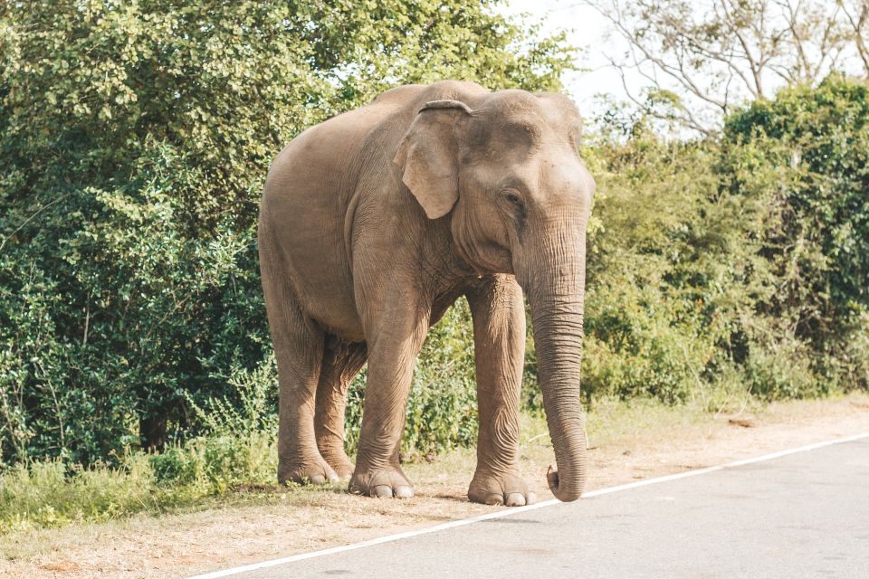 Half Day in Yala Safari - Pickup and Meeting Point