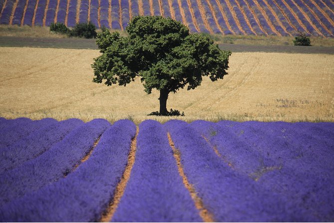 Half Day Lavender Road in Sault From Avignon - Traveler Feedback