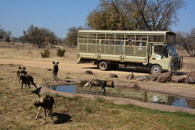 Half Day Lion Park Tour From Johannesburg or Pretoria - Traveler Ratings and Feedback