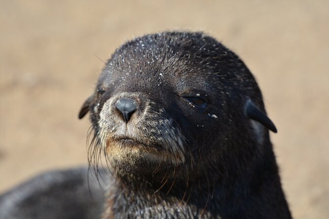 Half Day Original Seal Kayak Adventure, Pelican Point, Walvis Bay - Pricing and Booking Information