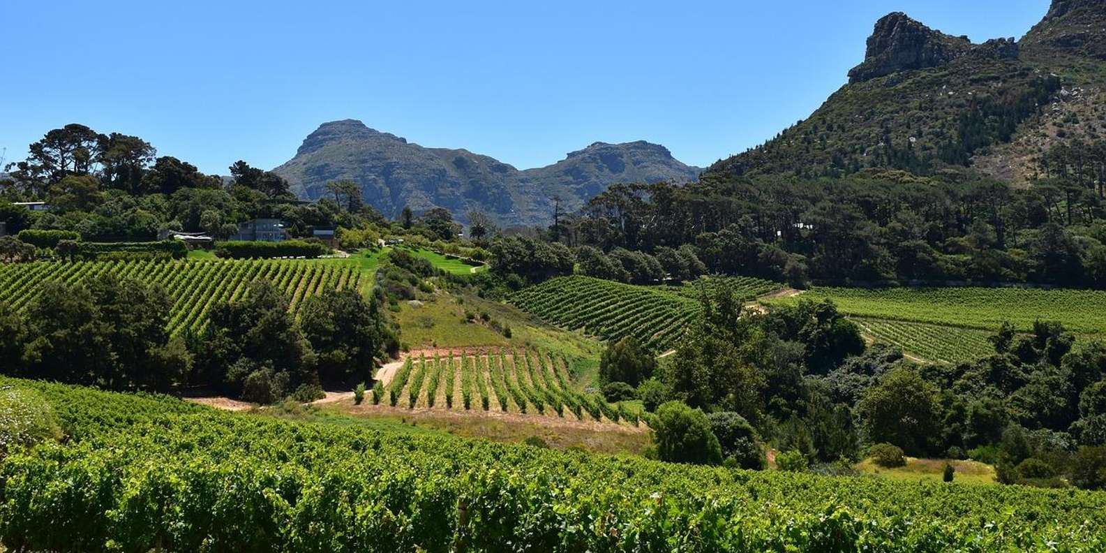 Half Day Penguins Colony and Constantia Wine Tasting Tour - Frequently Asked Questions