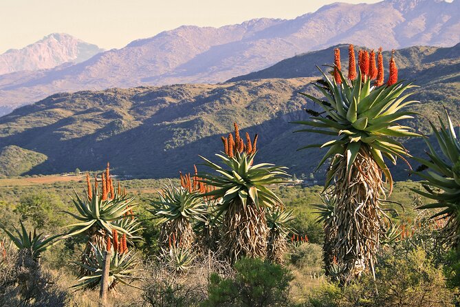 Half-Day Swartberg Pass PRIVATE Tour (Including Lunch & Transfer - Oudtshoorn) - Tour Highlights and Activities