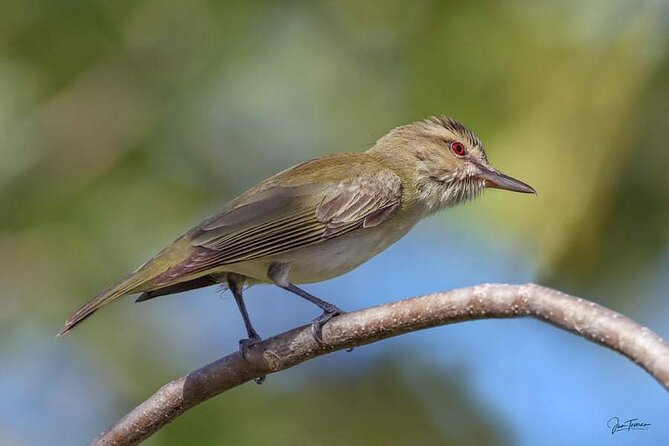 Half Day Tour Bird Watching in the Sierra De Bahoruco - Preparing for the Birdwatching Experience