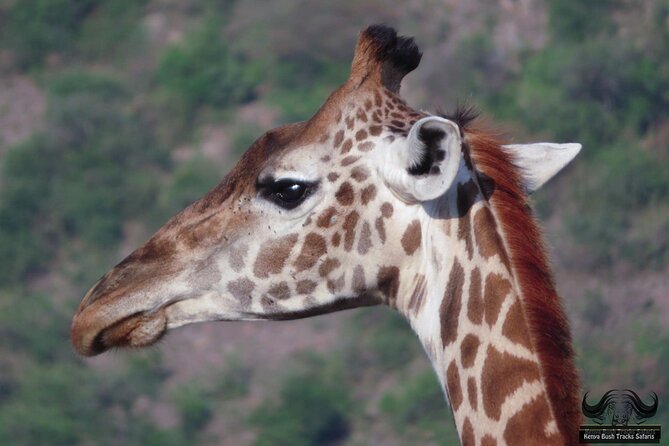 Half Day Tour in Nairobi National Park Safari - Frequently Asked Questions