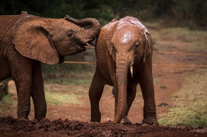 Half Day Tour to Elephant Orphanage & Giraffe Centre Nairobi - Visitor Reviews