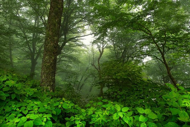 Half-Day Tour With Instruction in Vistas & Waterfall Photography - Booking Information