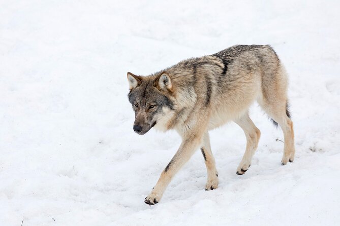 Half-Day Trip to Ranua Wildlife Park From Rovaniemi - Reviews and Ratings
