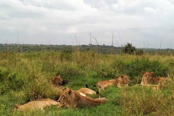 Half Day Wildlife Tour to Nairobi National Park Game Drive With Pickup/Drop off - Wildlife Spotting