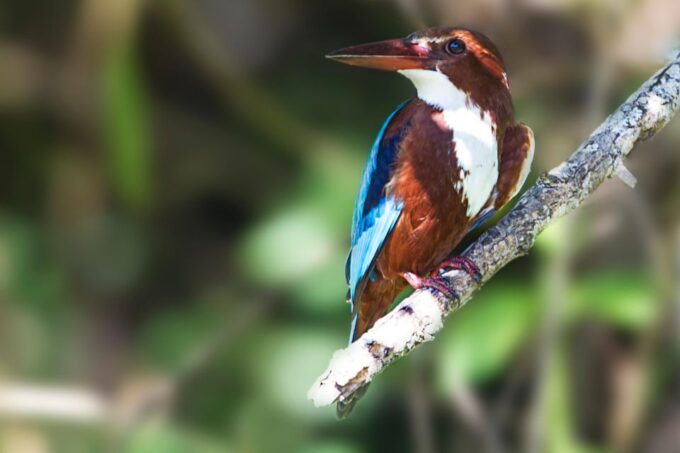 Hambantota Port: Yala National Park Safari Shore Excursion - Explore Yalas Biodiversity