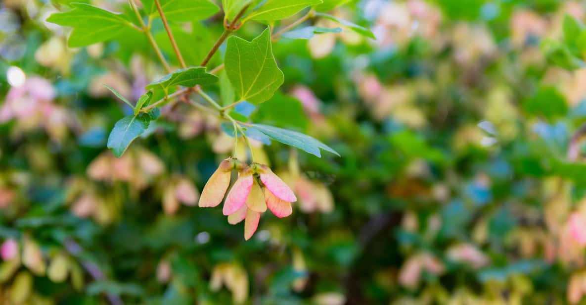 Herbalism and Wildlife (Small Group Experience) - Observing Annual and Perennial Vegetation